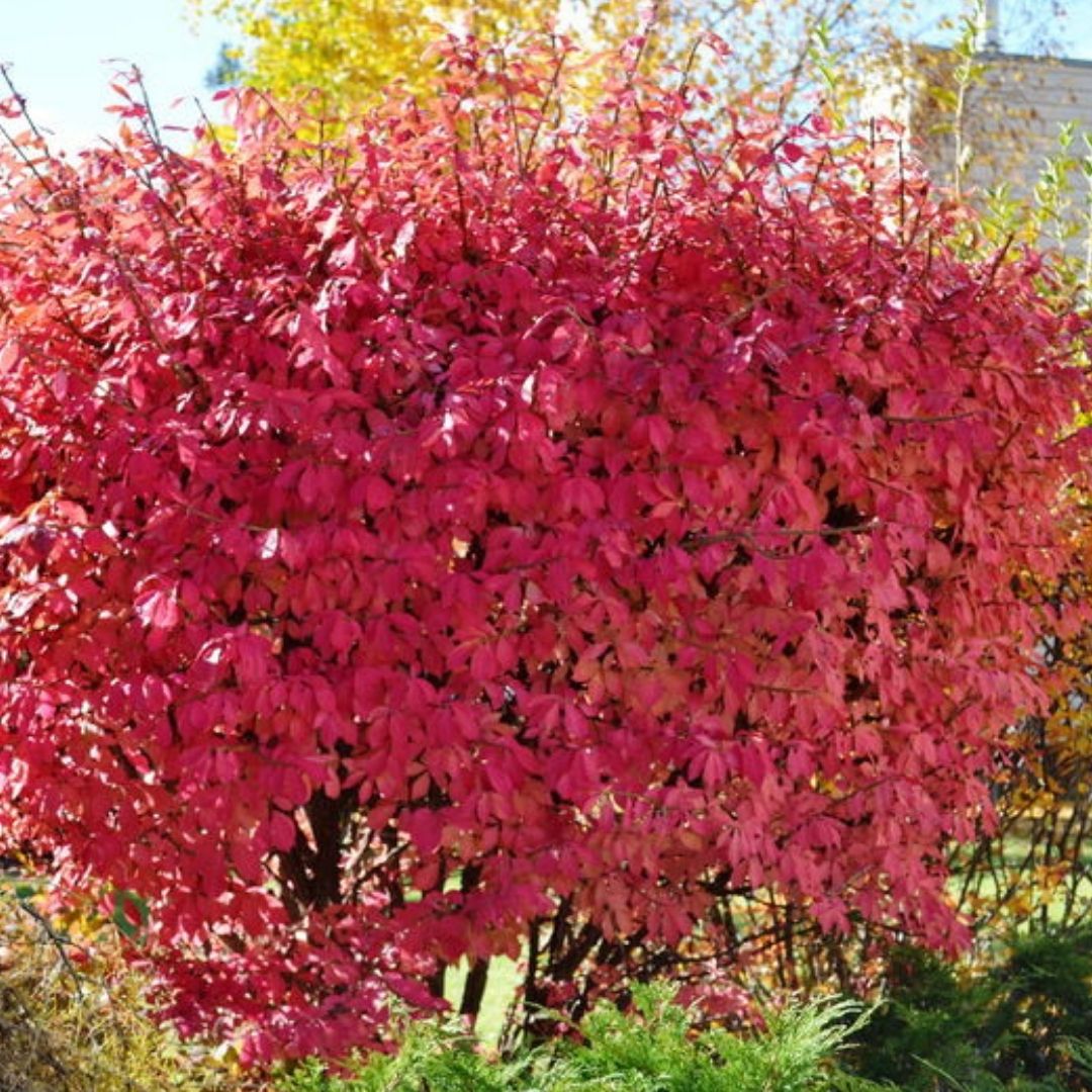 Burning Bush, Winged
